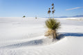 Soaptree yucca, White Sands New Mexico