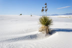Soaptree yucca, White Sands New Mexico