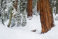 Sequoia Trees in Winter — Giant Sequoia National Park Photography Print