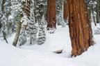 Sequoia Trees in Winter — Giant Sequoia National Park Photography Print