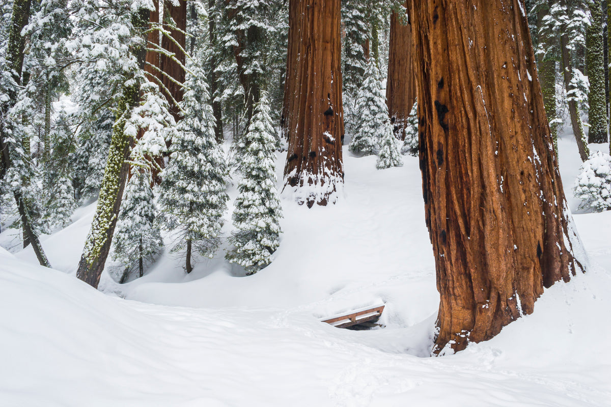 Sequoia Trees in Winter — Giant Sequoia National Park Photography Print