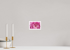 6 x 4″, Photo Print On Fuji Crystal DP II, Matte Pink Chrysanthemum Flower