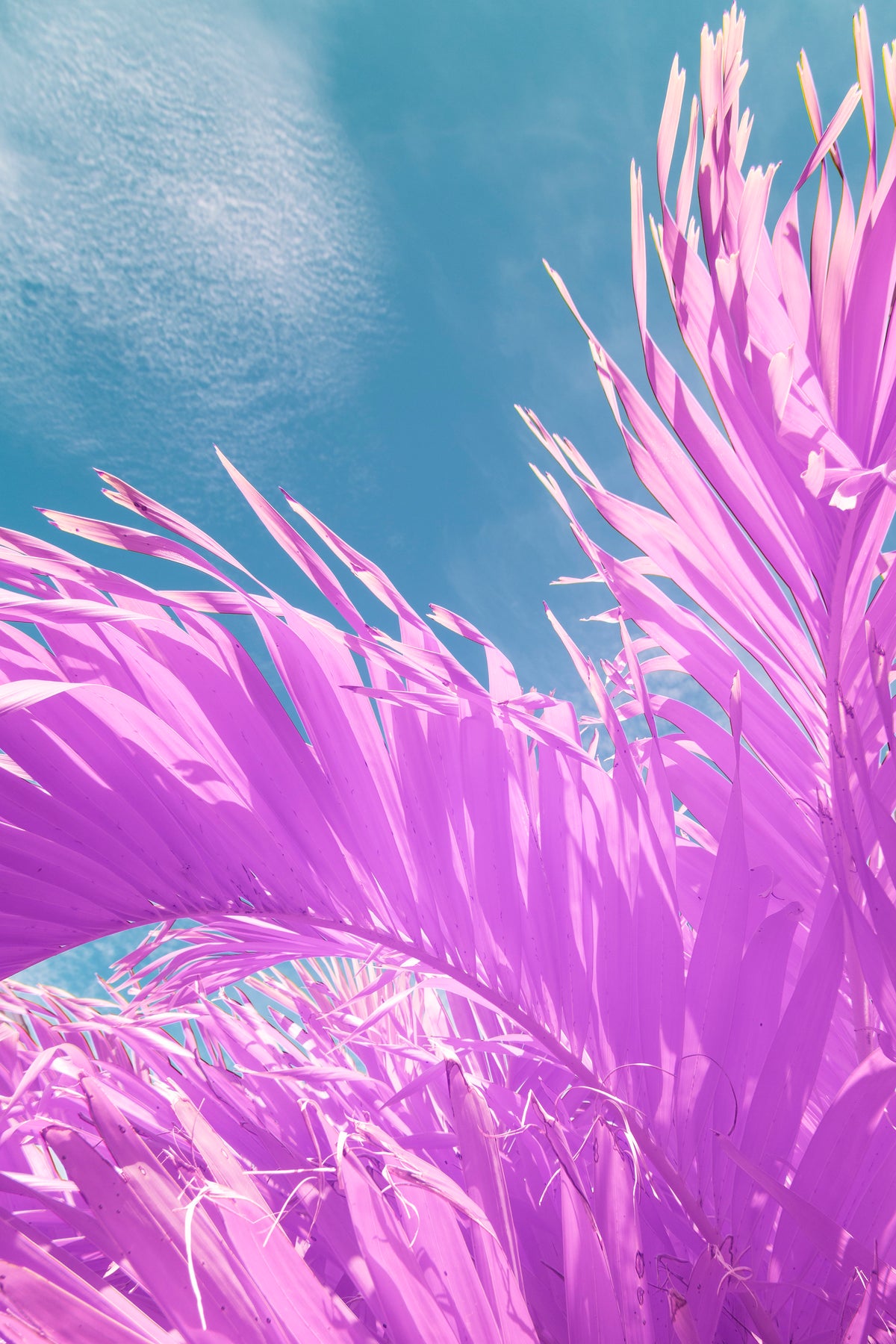 Palm Tree in Infrared