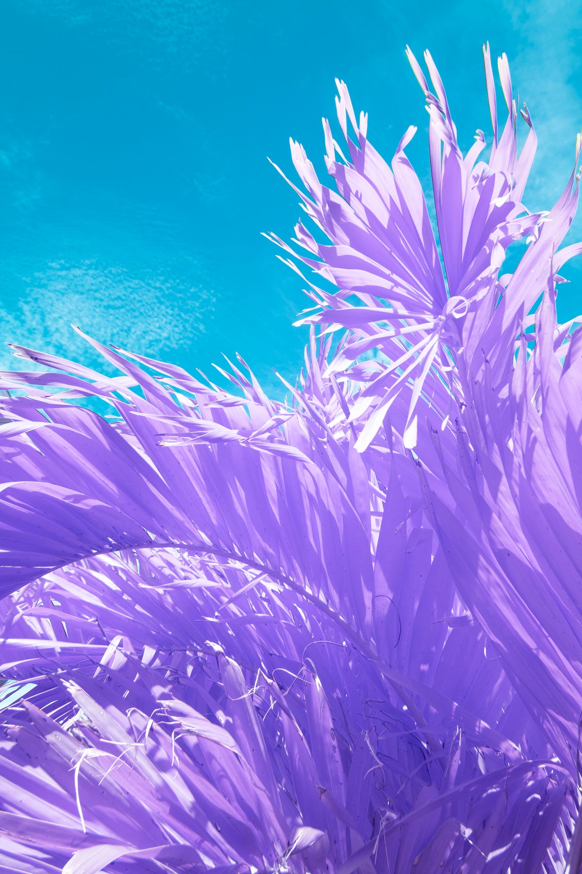 Palm Tree in Infrared