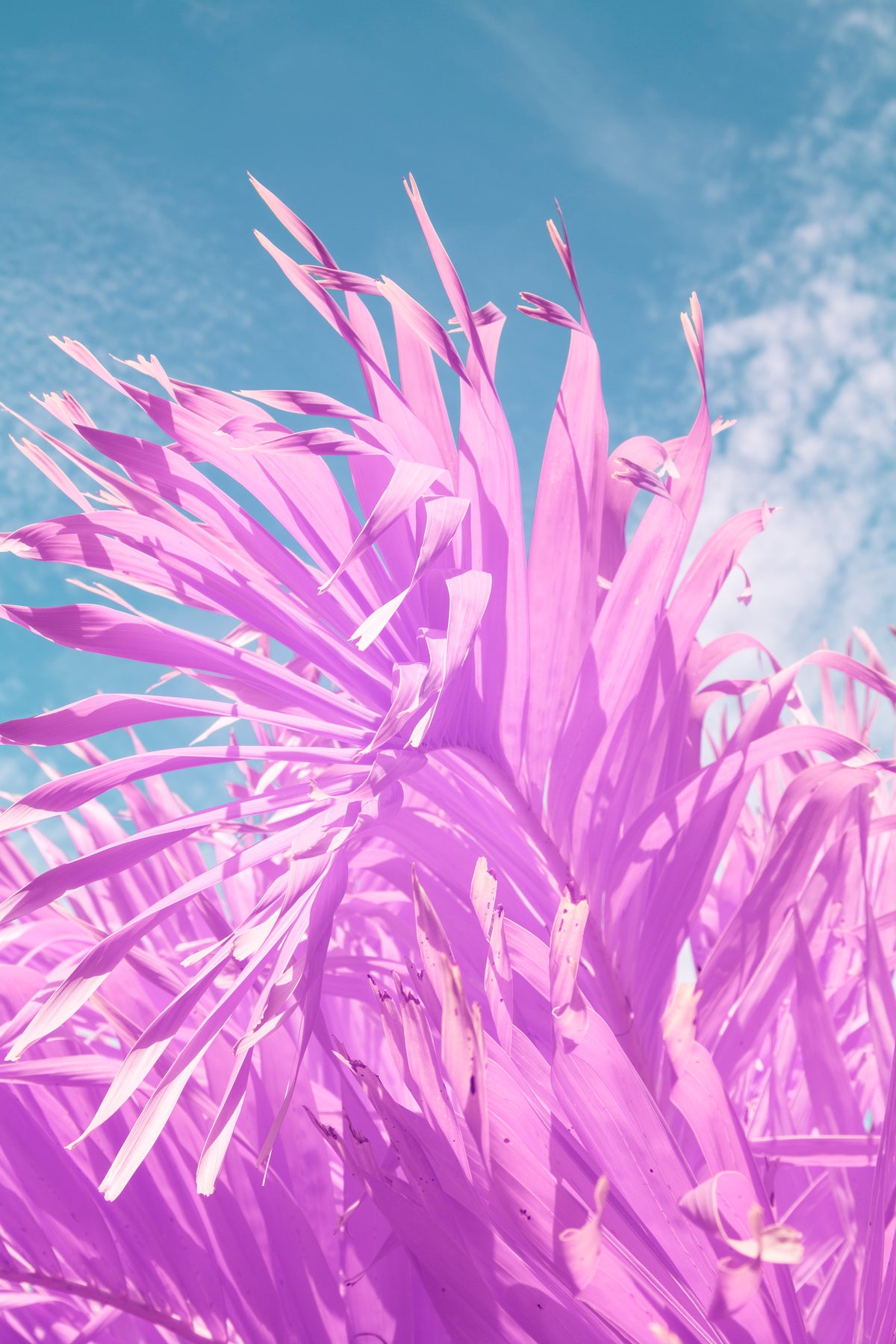 Palm Tree in Infrared