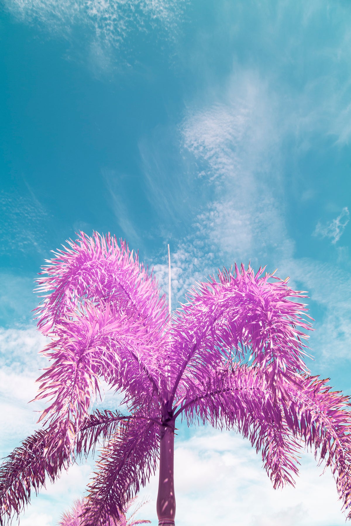 Palm Tree in Infrared