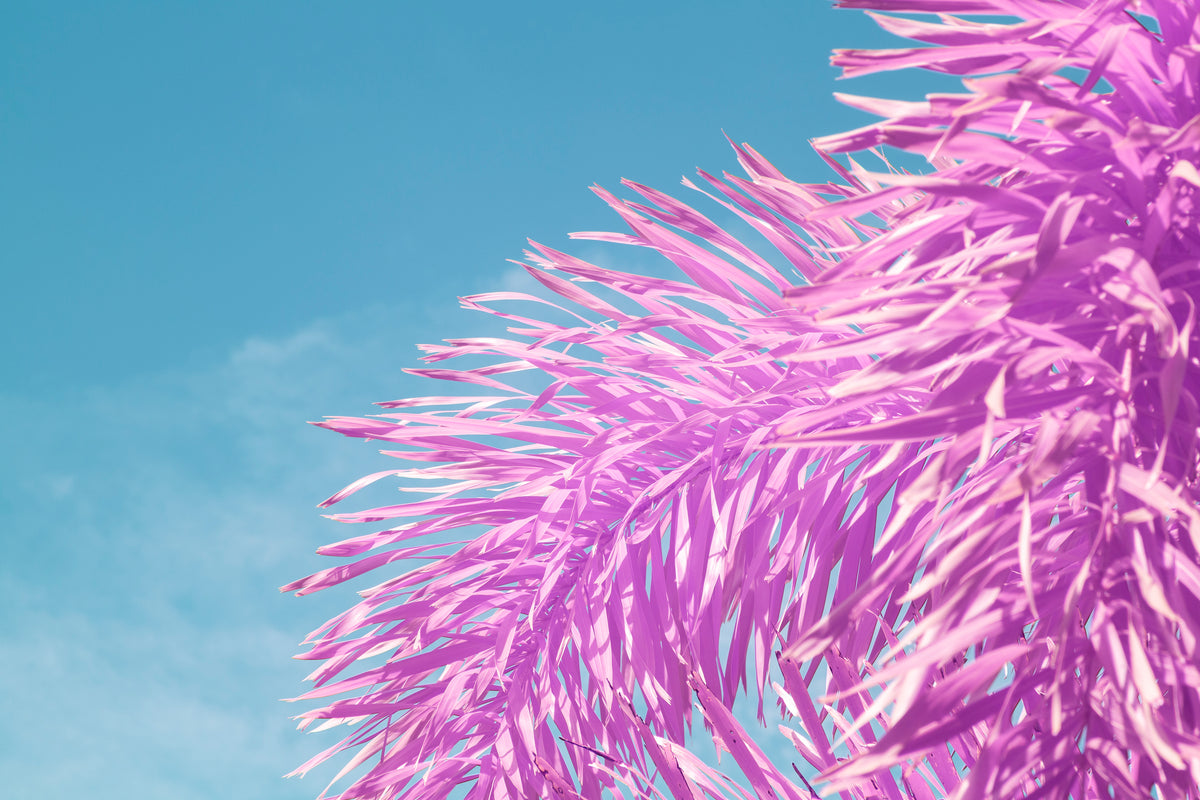 Palm Tree in Infrared