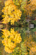 Golden Autumn Reflections, Vogel State Park