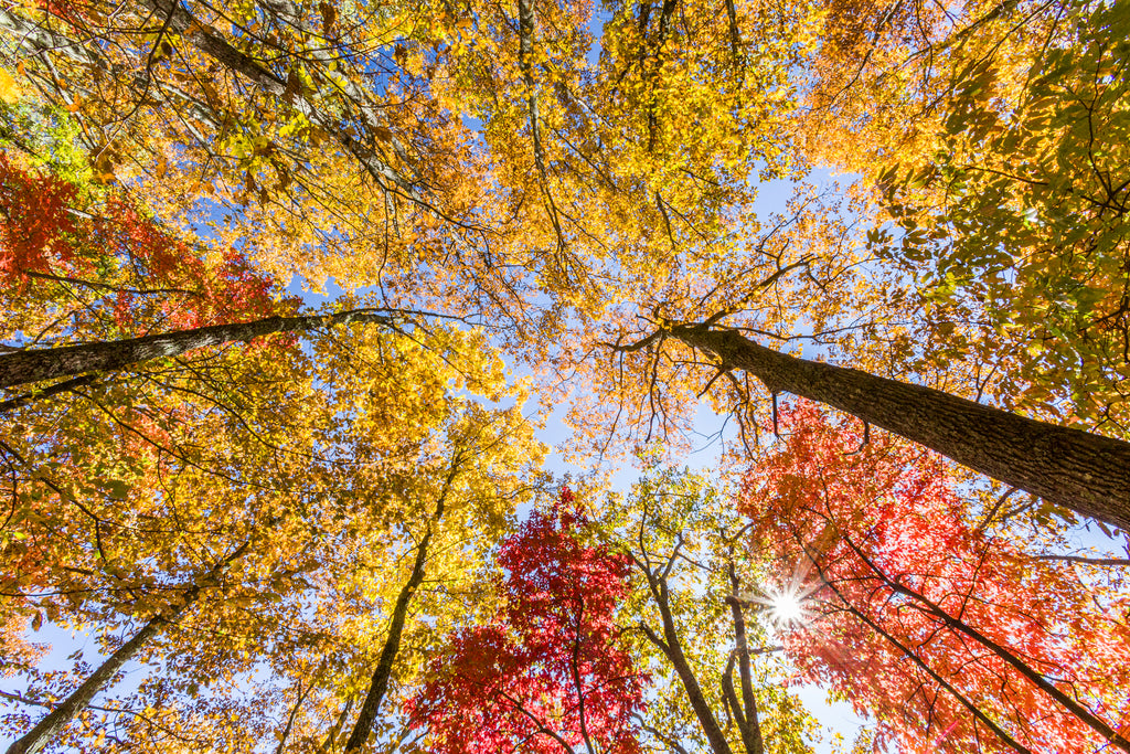 Autumn Canopy, Amicalola Falls State Park