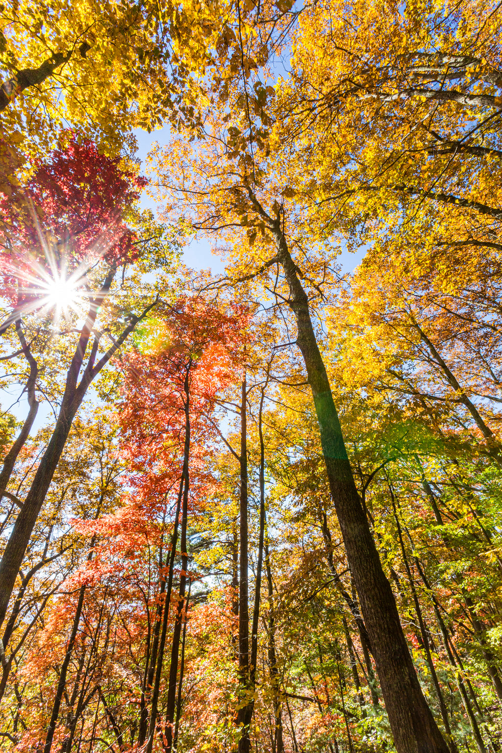 Sunlit Autumn Forest, Amicalola Falls State Park