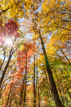 Sunlit Autumn Forest, Amicalola Falls State Park