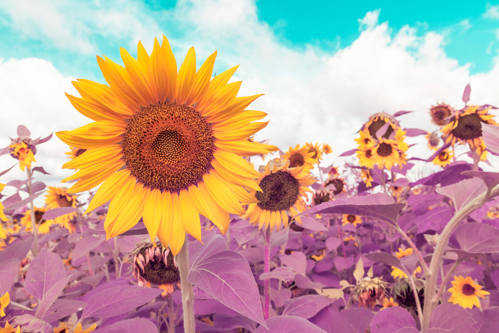 Sunflower in Infrared