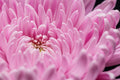Pink Chrysanthemum Flower
