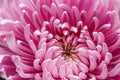 Pink Chrysanthemum in Bloom — Close-Up Floral Photography