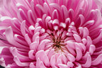 Pink Chrysanthemum in Bloom — Close-Up Floral Photography