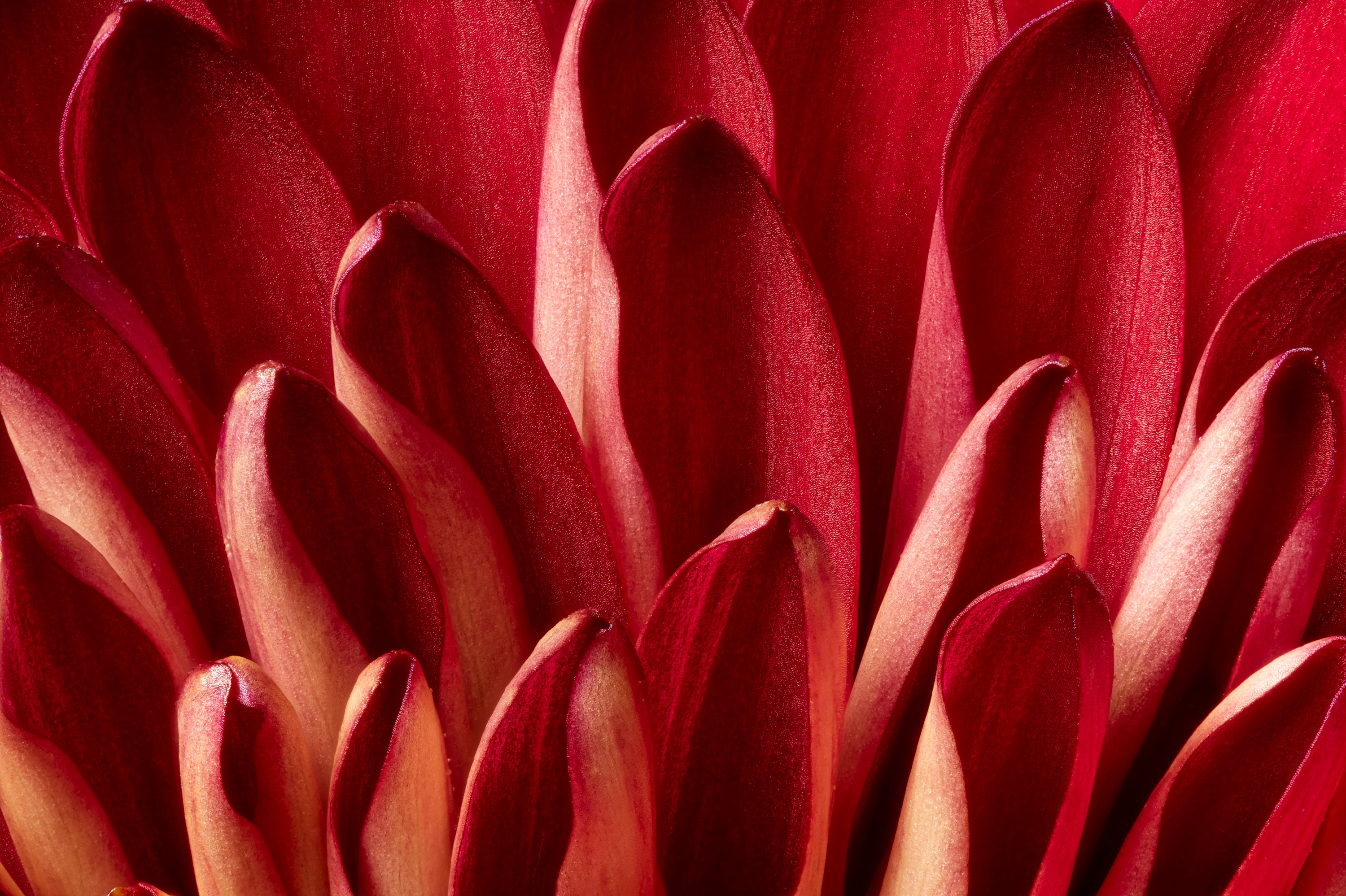 Red Mums — Close-Up Macro Floral Photography