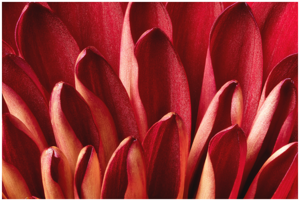 Main image Red Mums Petals