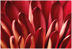 Main image Red Mums Petals