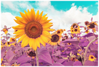 Main image Sunflower