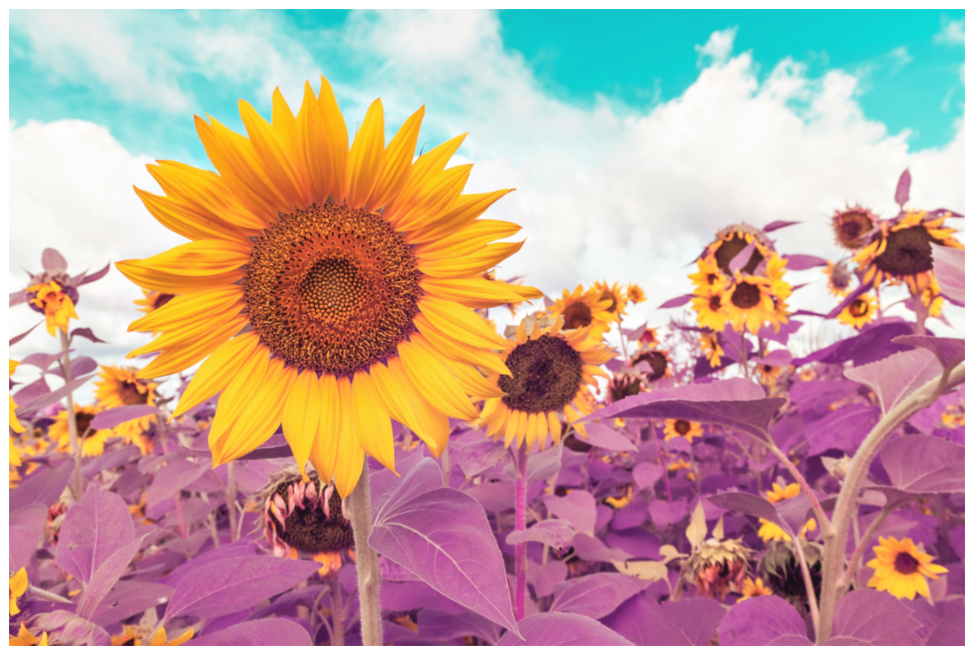 Main image Sunflower