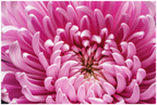 Main image Pink Chrysanthemum Flower