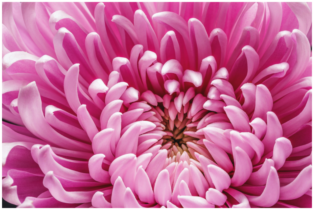 Main image Pink Chrysanthemum Flower