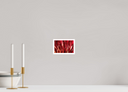 6 x 4″, Photo Print On Fuji Crystal DP II, Matte Red Mums Petals