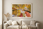 Fall foliage canopy photograph in a warm living room