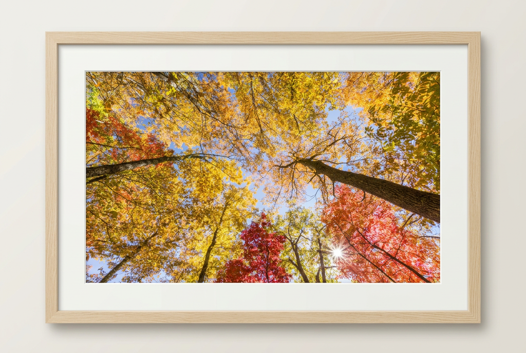 Fall foliage canopy photograph with wood frame and white mat
