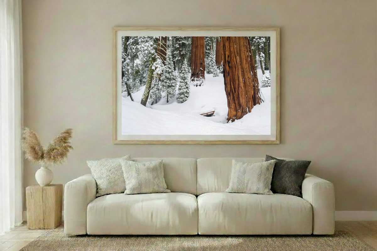 Sequoia Trees in Winter — Living Room Mockup