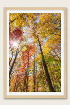 Sunlit autumn forest photograph with wood frame and white mat